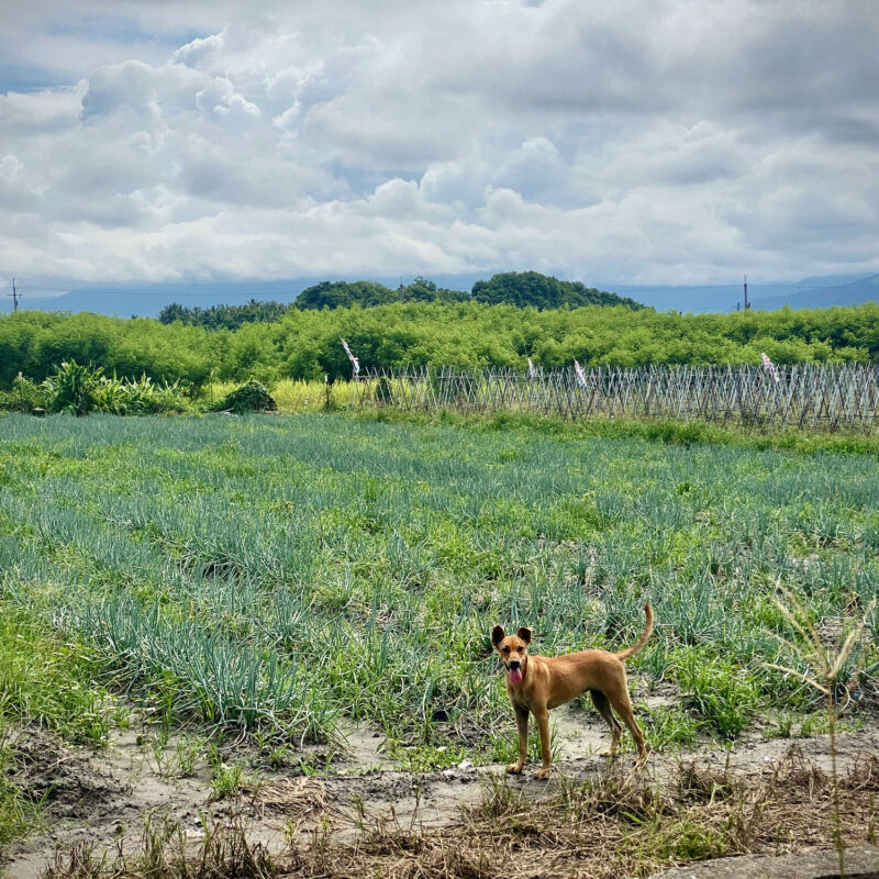 Stray Doggo Afield