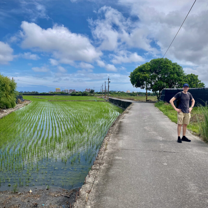 Martin Along Rice Paddies