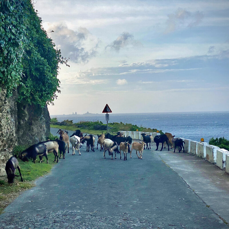 Wandering Goats