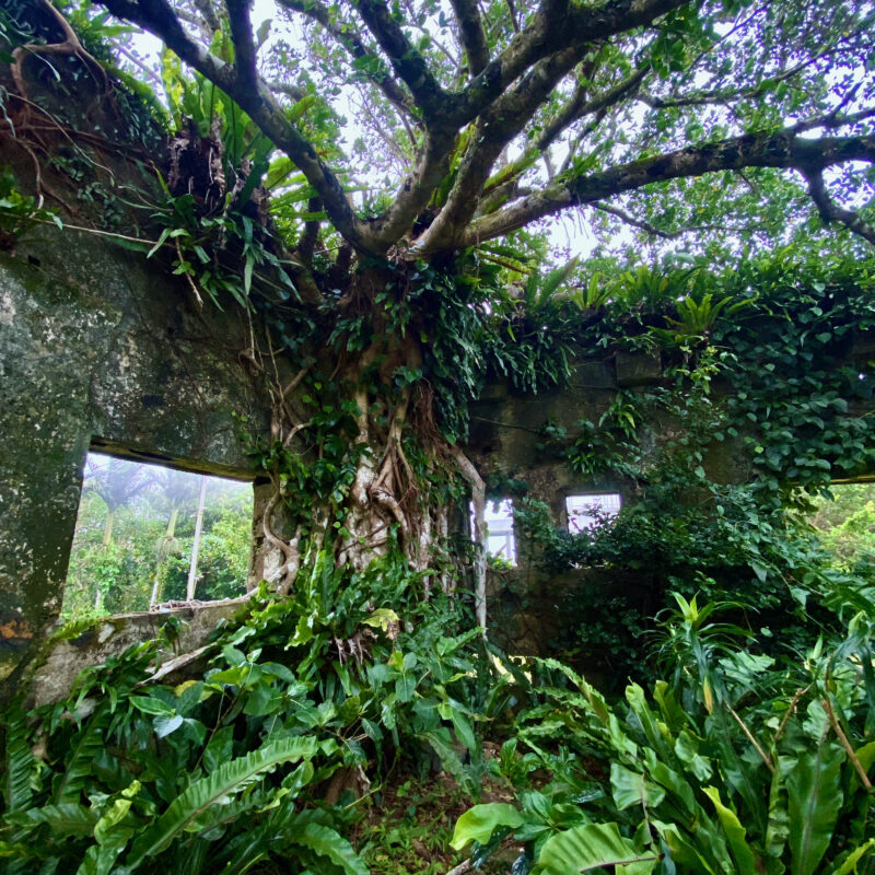 Tree Reclaiming Ruins