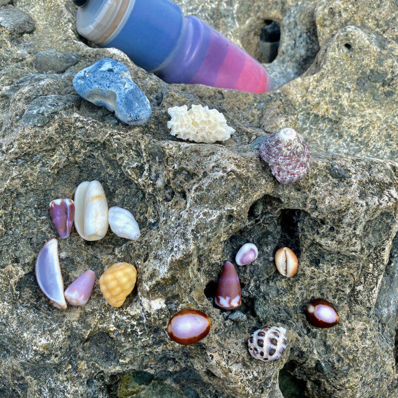 Shell Collecting