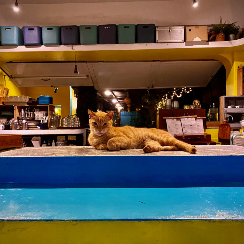 "May I Take Your Order?"