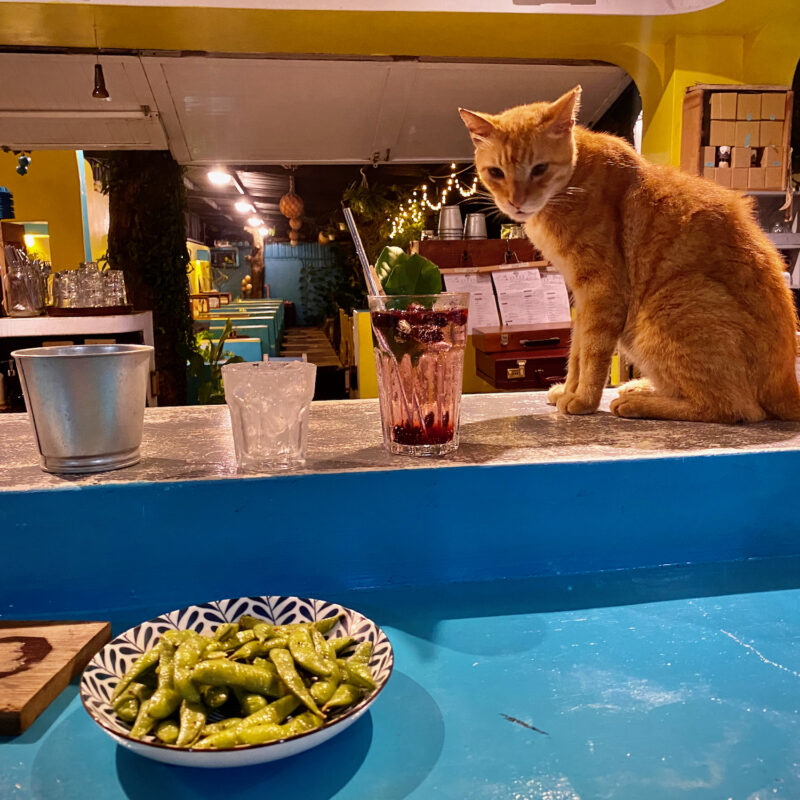 "How's the Edamame, Human?"
