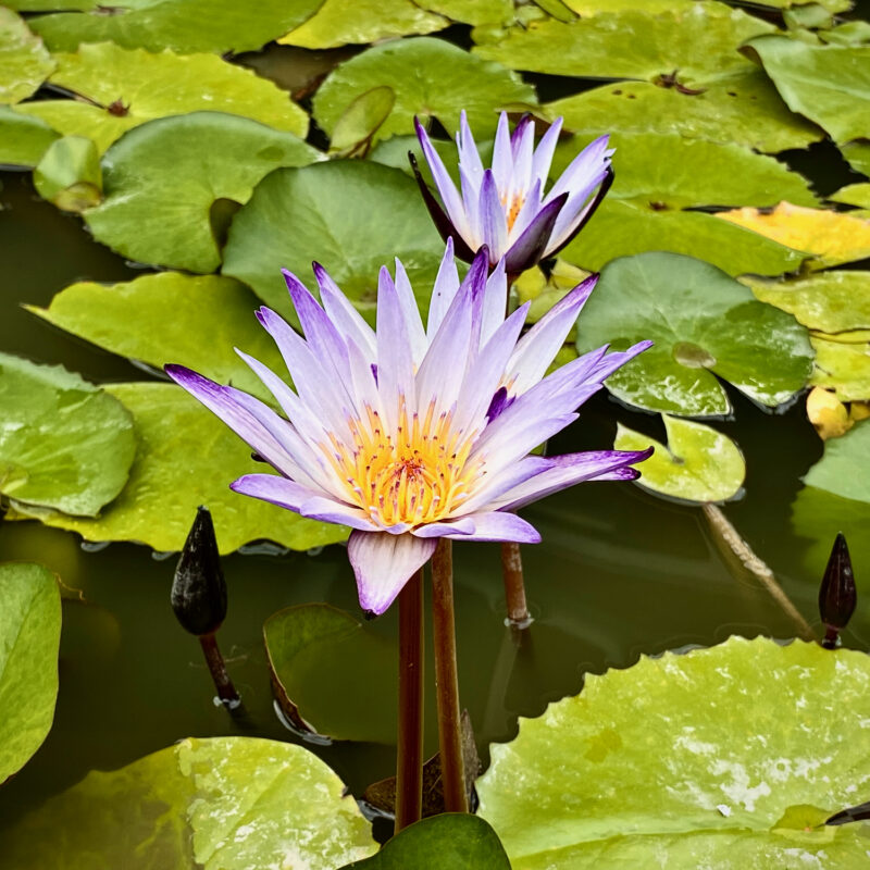 Lily Flowers in Taitung