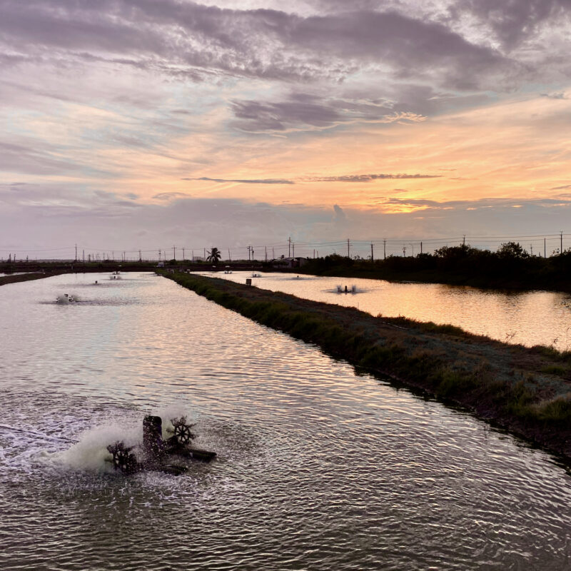 Paddy Wheels at Dusk