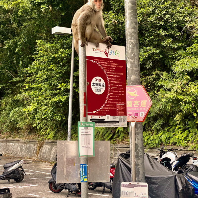 Taiwanese Macaques