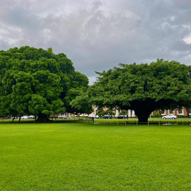 Banyan Garden at Cheng Kung University