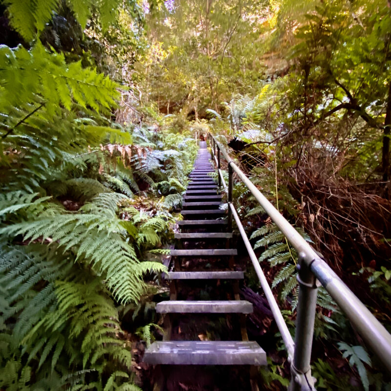 Stairs Through Brush