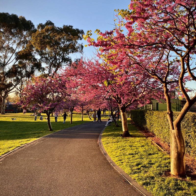 Plum Blossoms At Flagstaff