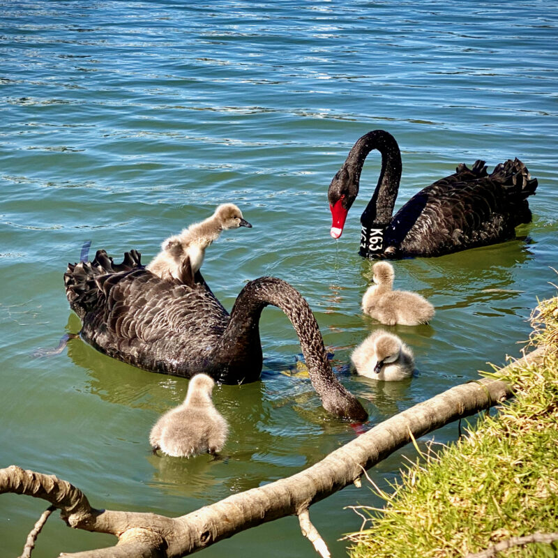 Black Swan Family