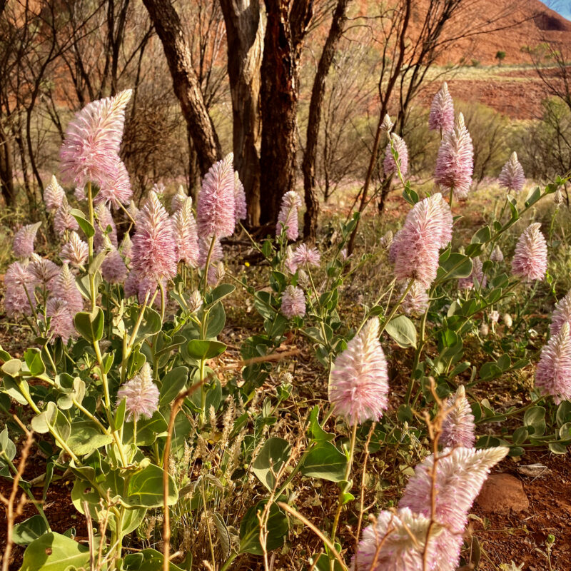 Desert Florals