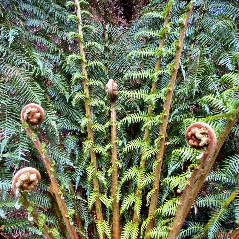 Spiraly Jungle Ferns