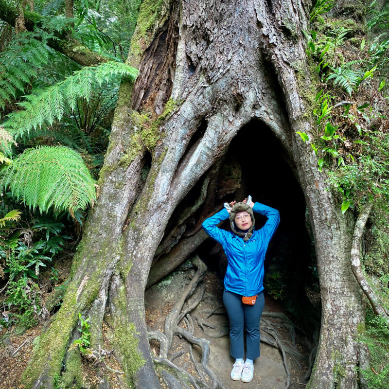 In the Tree, Part of the Tree