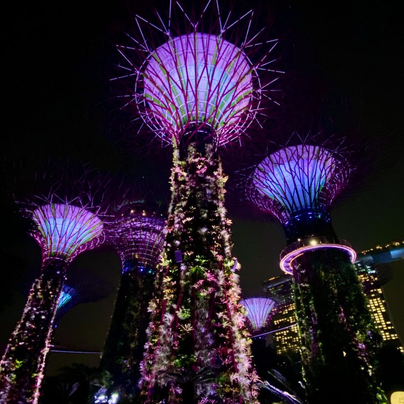 Supertrees at Night