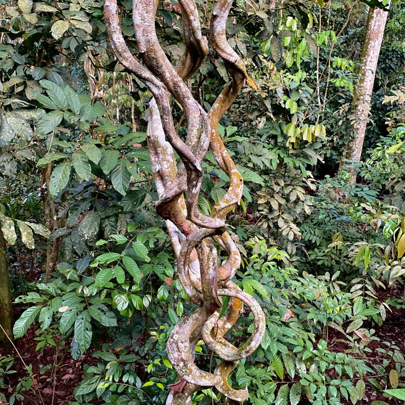 Spiral Wood