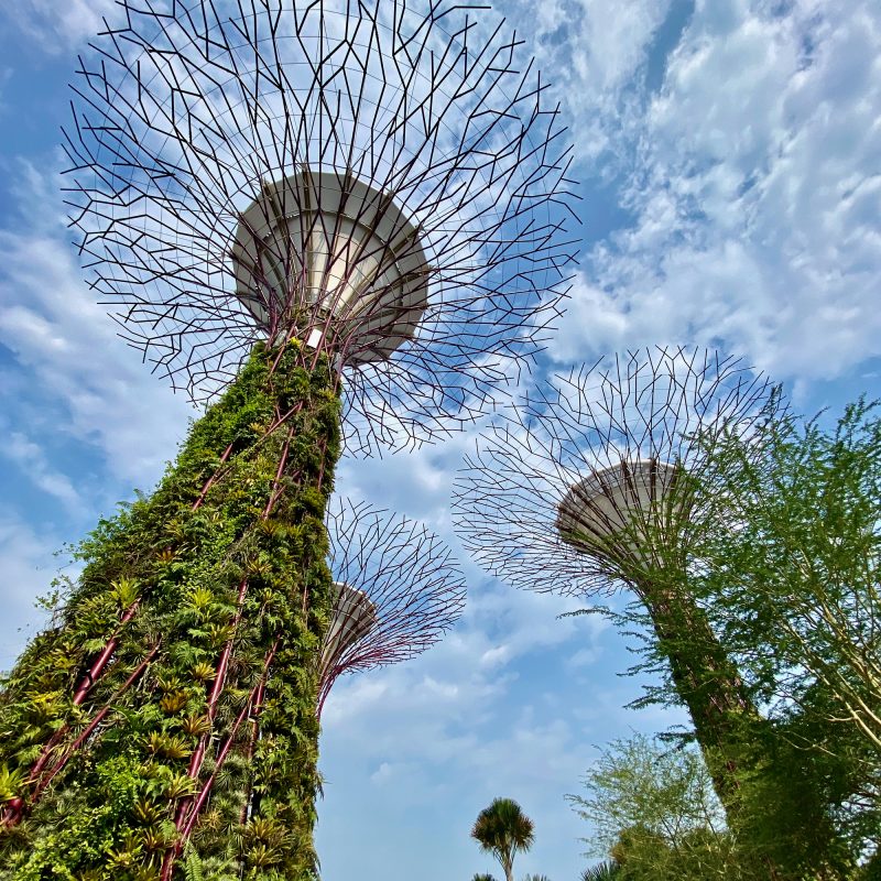 Supertree Grove