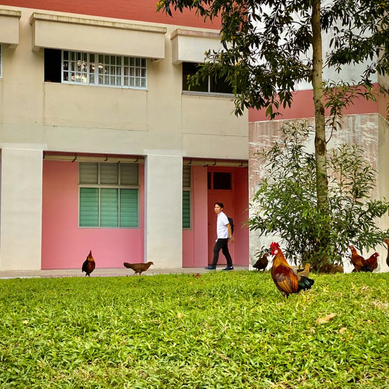 Chickens Come Home to Roost