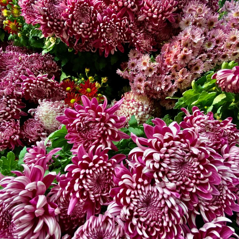 Pink Chrysantheum Bloom