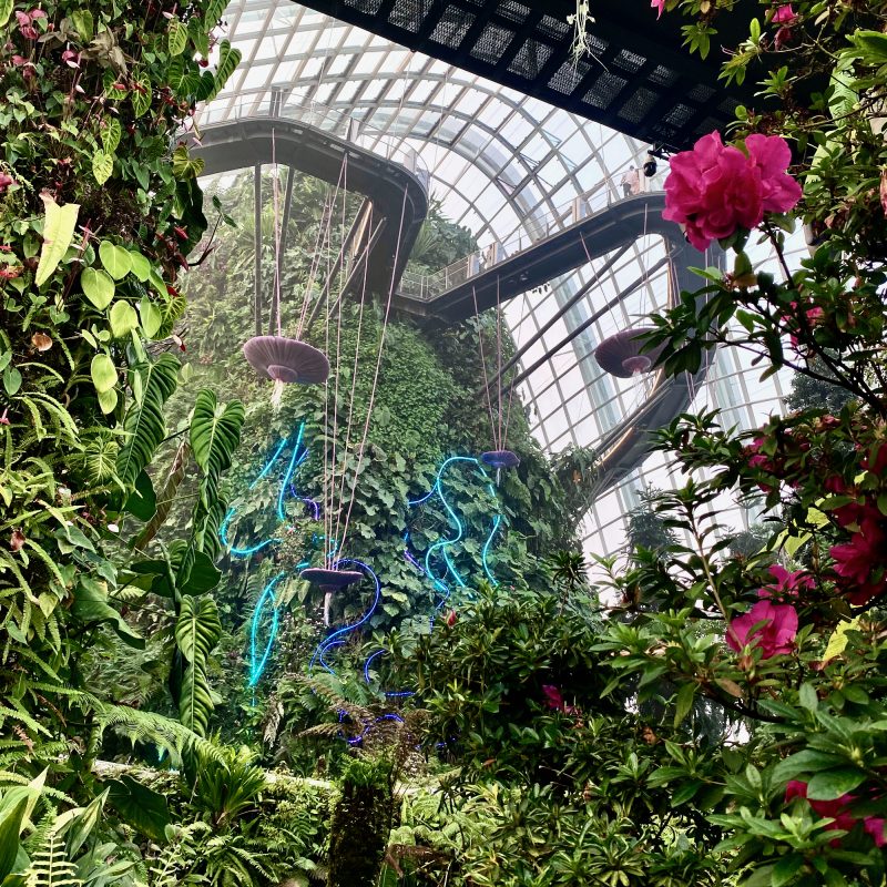 Cloud Forest