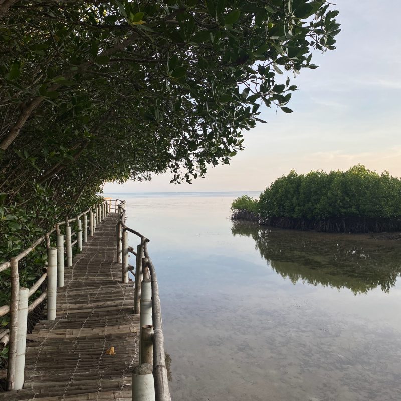 Omagieca Obo-ob Mangrove Garden