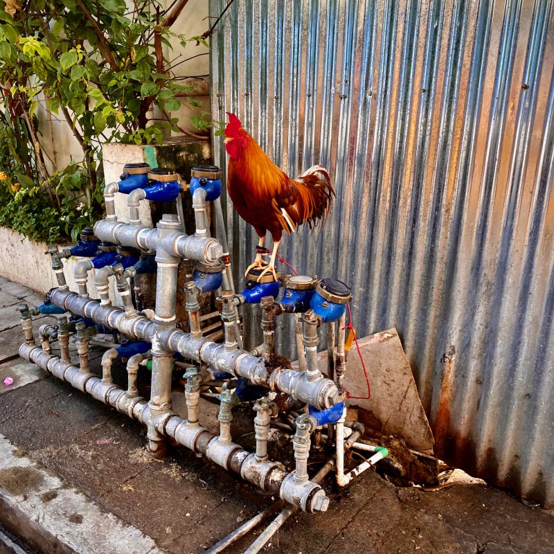 Pipe Rooster