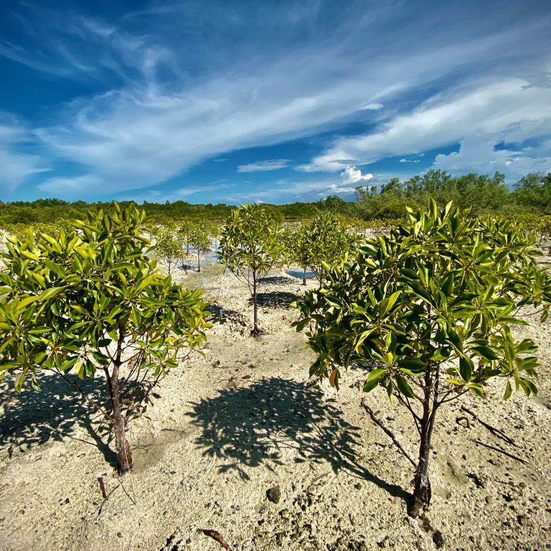 Mangrove Vibes