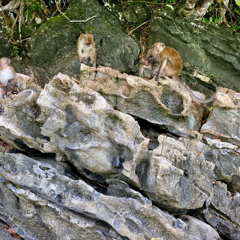 Monkeys on Koh Phi Phi