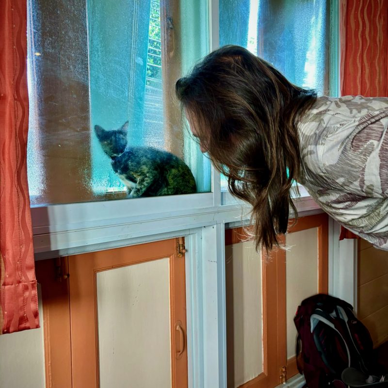 Kitty in the Window