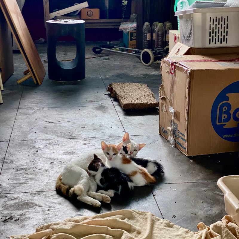 Kittens at Ama Vegan