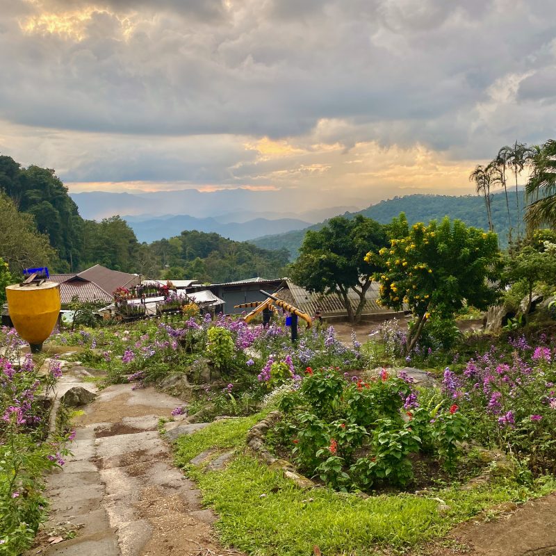 Doi Pui Flower Field