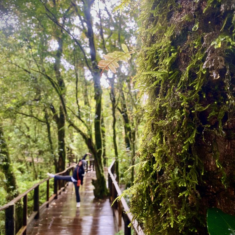 Mossy Boardwalks