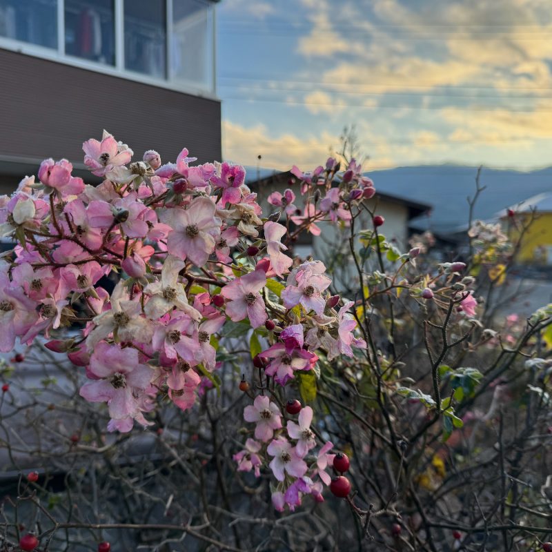 Morning Flowers
