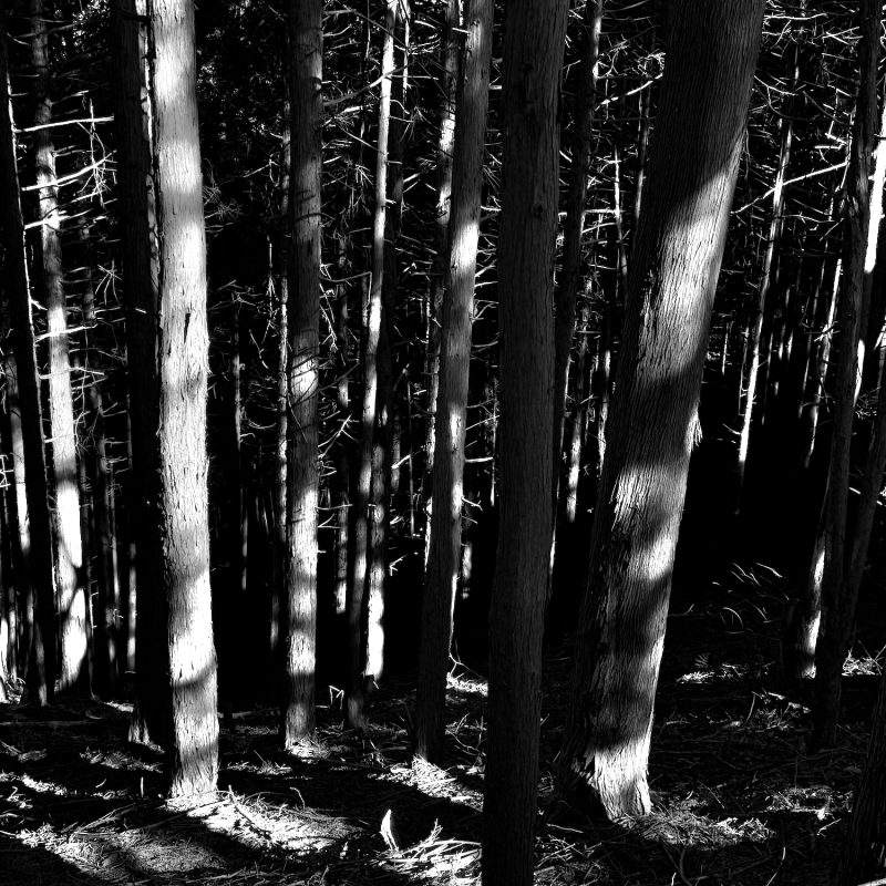 Komorebi Forest