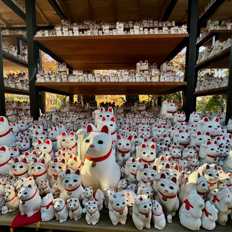Amassed Cats at Gotukuji