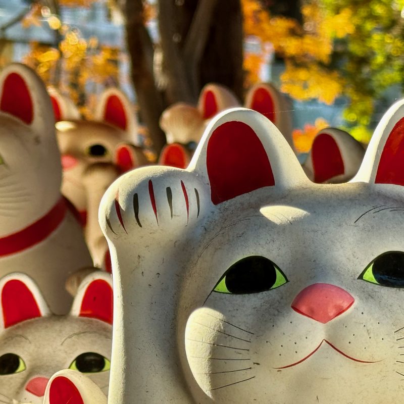 Gotukuji Cats in Profile