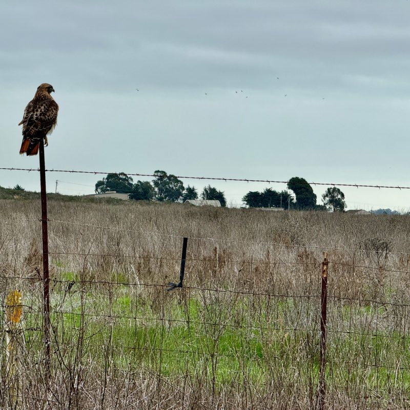 Fenceline Hawk