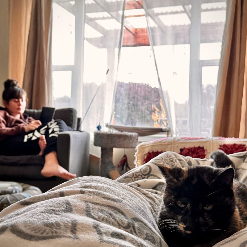 Housesitting with Kit