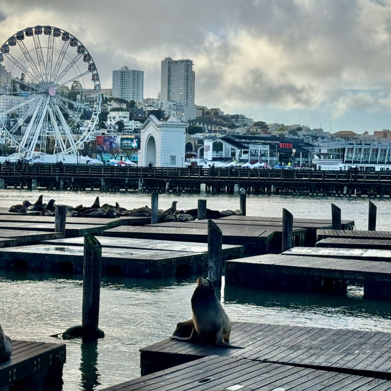 Fisherman's Wharf Sealions