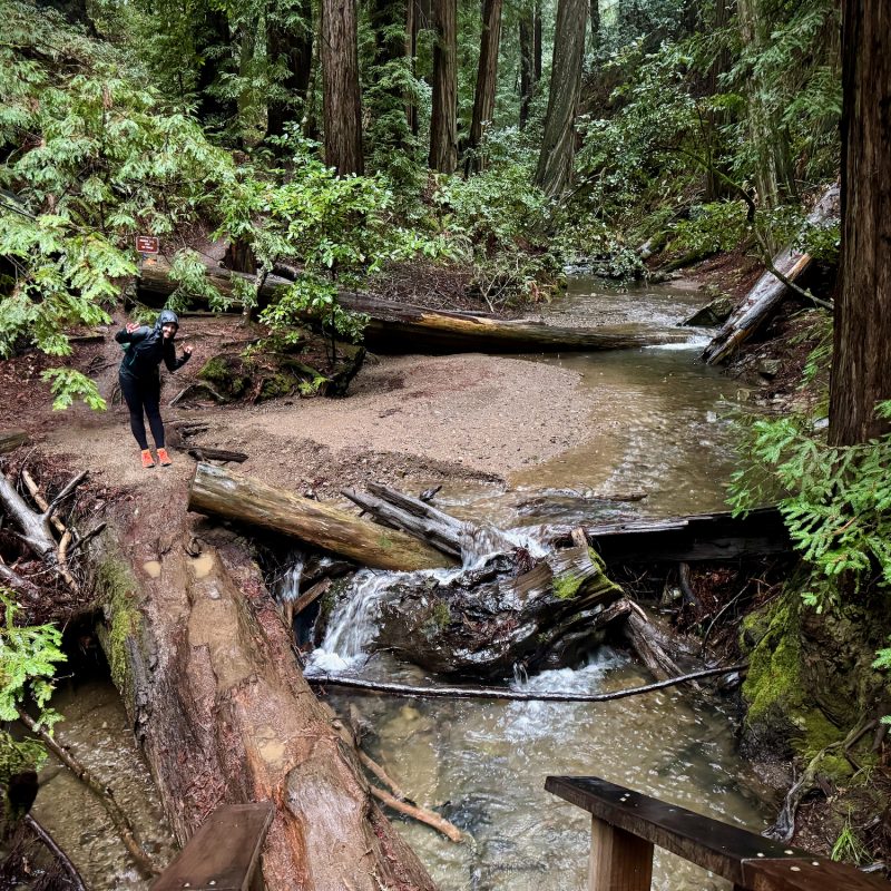 Walking Muir Woods - After