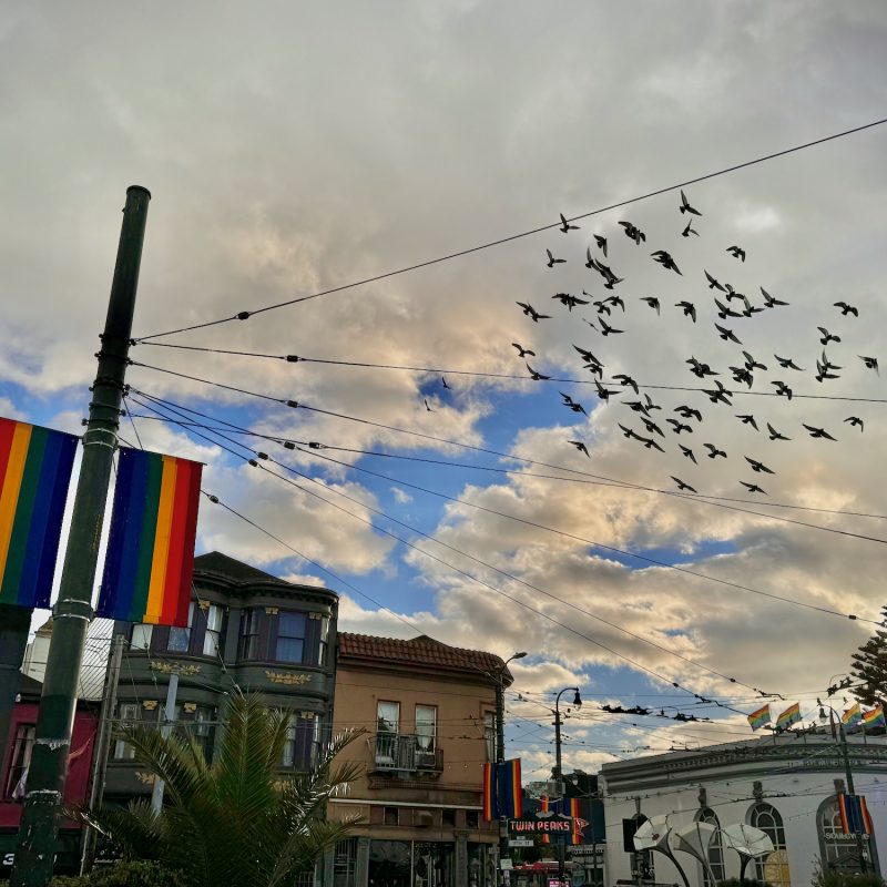 Pigeon Formation
