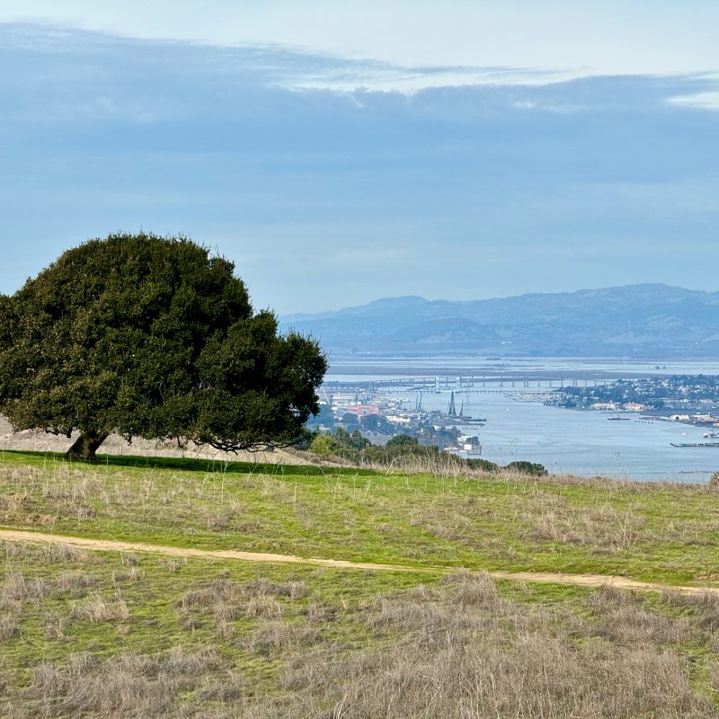 Ridgeline Tree