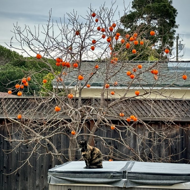 Bare Persimmon Tree