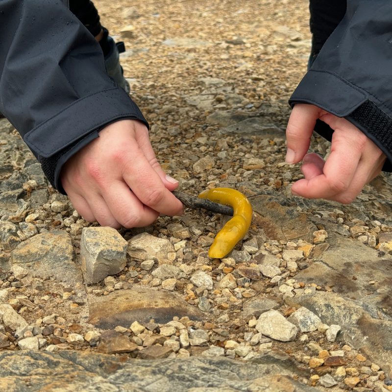 Banana Slug Scoop
