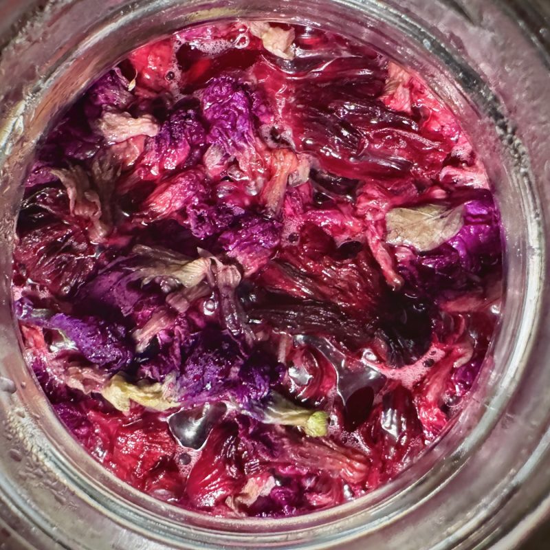 Butterfly Pea + Hibiscus Kombucha Homebrew