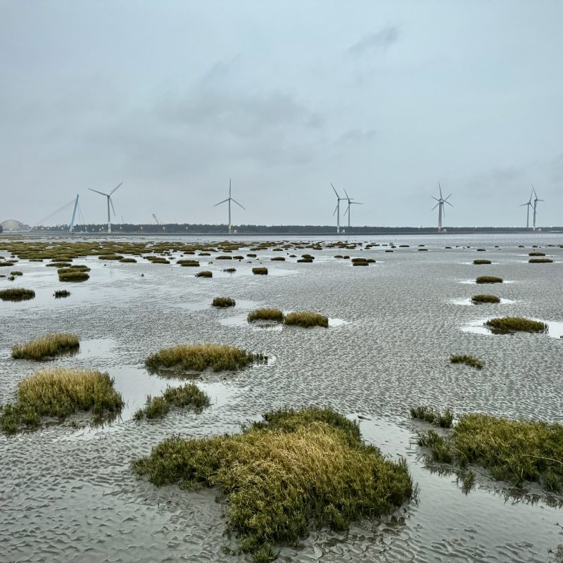 Gaomei Wetlands