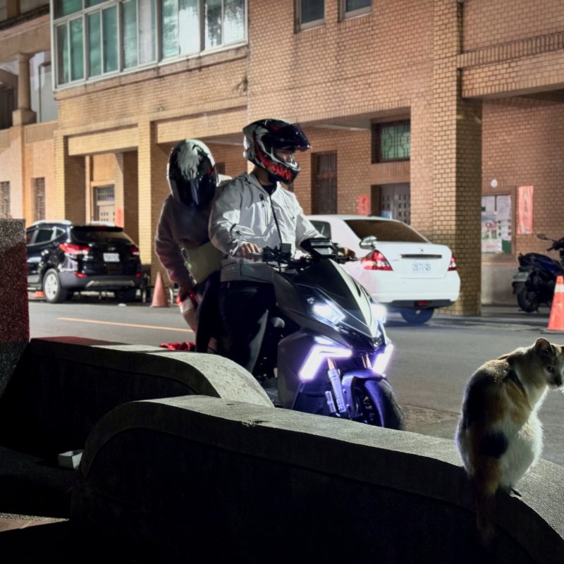 Cats in the City