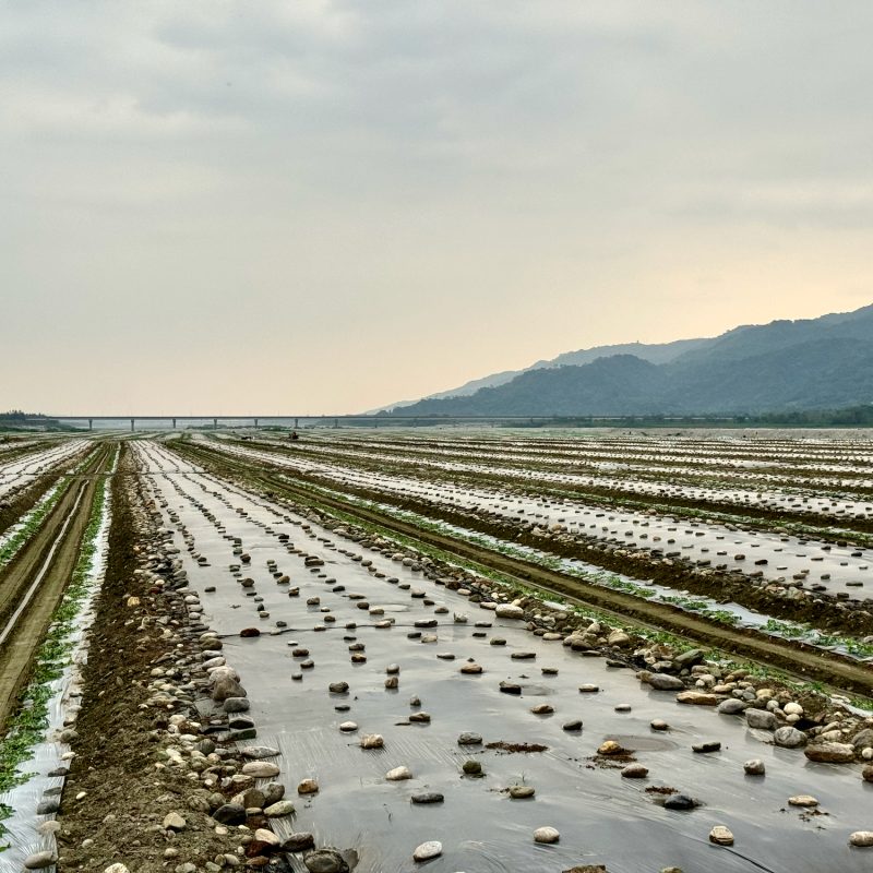 Hualien Outskirts Agriculture