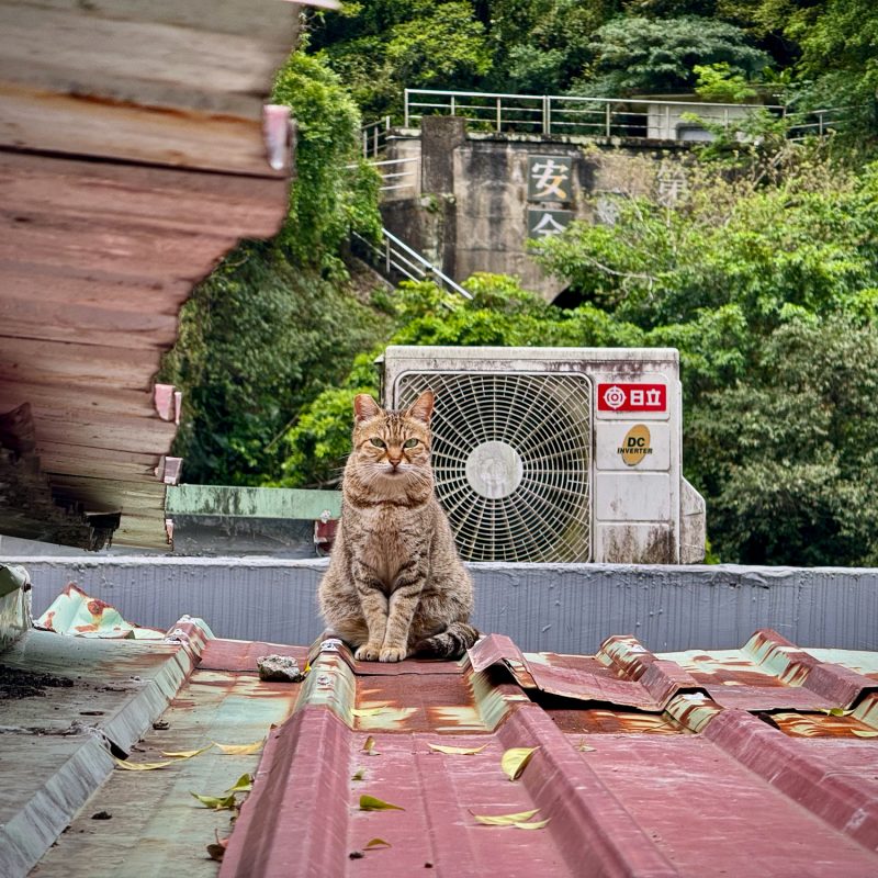Rooftop Kitty
