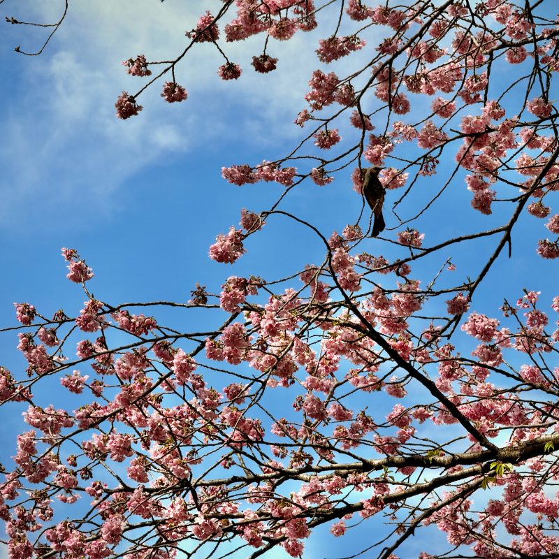 Sakura Season Again