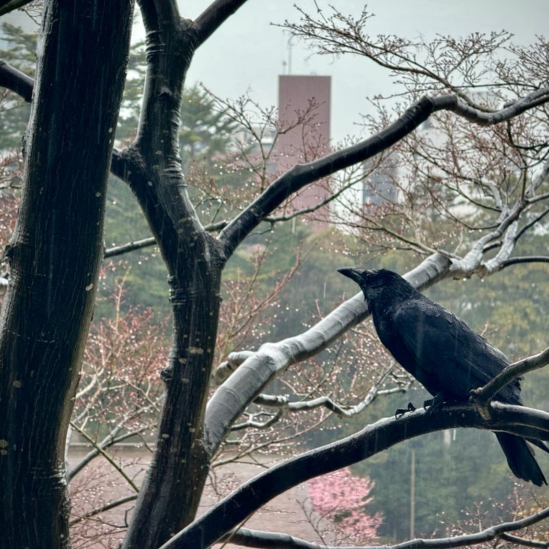 Japan 18